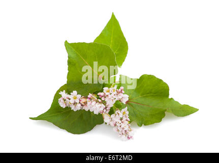 Buchweizen-Blumen isoliert auf weißem Hintergrund Stockfoto