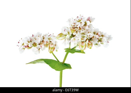 Buchweizen-Blumen isoliert auf weißem Hintergrund Stockfoto