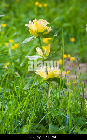 Gelbe Enzian auf der grünen Wiese Stockfoto