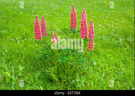 blühenden Lupinen in einer Alm in den Alpen Stockfoto