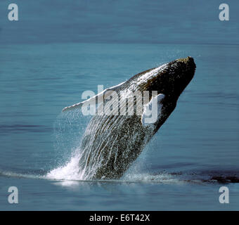 Buckelwal - Impressionen novaeangliae Stockfoto