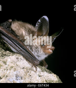 Bechstein Fledermaus - Myotis bechsteinii Stockfoto