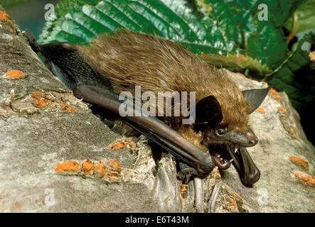 Entspannende Bat - Eptesicus Federnelke Stockfoto