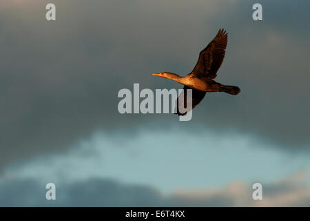 Doppel-crested Kormoran im Flug Stockfoto