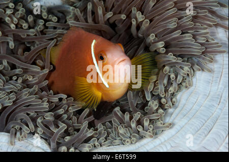 Rosa Anemonenfische in Malediven, Indischer Ozean Stockfoto