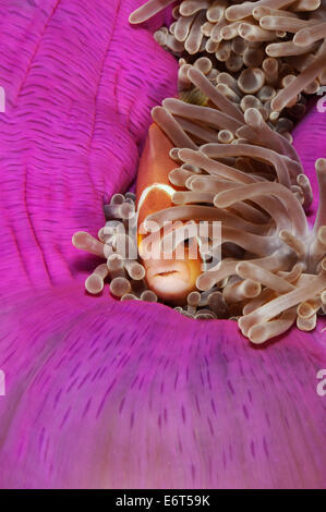 Rosa Anemonenfische in Malediven, Indischer Ozean Stockfoto