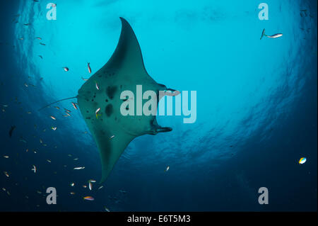 Riesigen Manta auf den Malediven, Indischer Ozean Stockfoto
