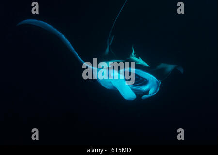 Riesigen Manta auf den Malediven, Indischer Ozean Stockfoto