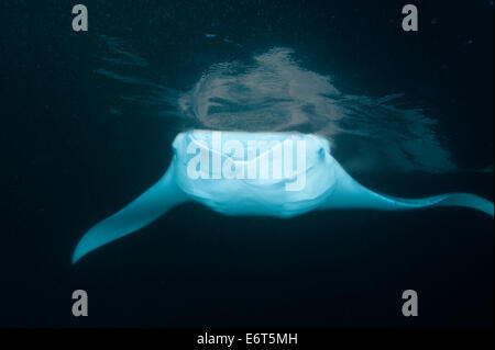 Riesigen Manta auf den Malediven, Indischer Ozean Stockfoto
