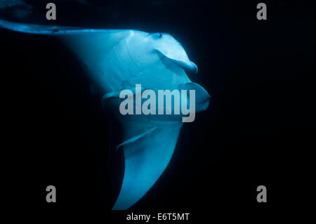 Riesigen Manta auf den Malediven, Indischer Ozean Stockfoto
