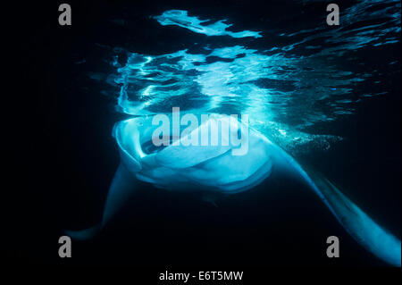 Riesigen Manta auf den Malediven, Indischer Ozean Stockfoto