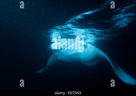 Riesigen Manta auf den Malediven, Indischer Ozean Stockfoto