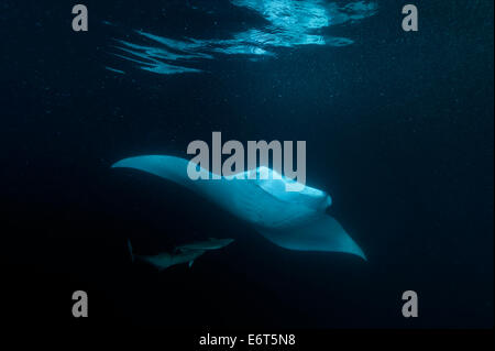 Riesigen Manta auf den Malediven, Indischer Ozean Stockfoto