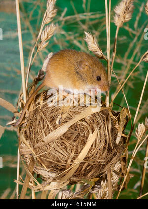 Zwergmaus - Micromys minutus Stockfoto