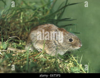 Rötelmaus - Clethrionomys glareolus Stockfoto