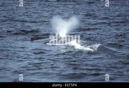 Blauwal - Balaenoptera musculus Stockfoto