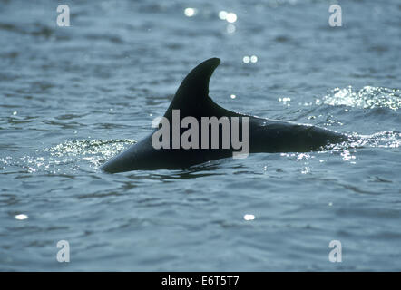 Flasche – Nosed Dolphin - Tursiops truncatus Stockfoto