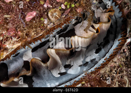 Dornige Auster in Malediven, Indischer Ozean Stockfoto