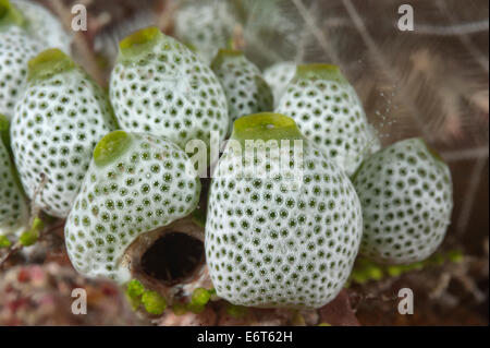 Ascidian auf den Malediven, Indischer Ozean Stockfoto
