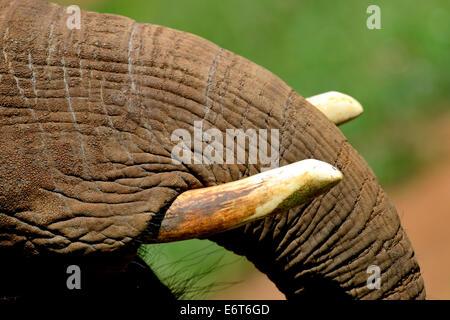 Elefant-Detail im natürlichen Park Cabarceno, Kantabrien, Spanien, Europa Stockfoto