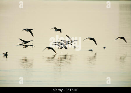 Atlantische Brant Gänse im Tiefflug über Wasser Stockfoto