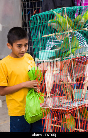 Ein kleiner Junge schaut Sittiche zum Verkauf an den Sonntagsmarkt in Tlacolula de Matamoros, Mexiko. Die regionalen Wochenmarkt zieht Tausende von Verkäufern und Käufern aus ganzen Valles Centrales de Oaxaca. Stockfoto