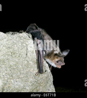 Mouse-eared Bat - Myotis myotis Stockfoto