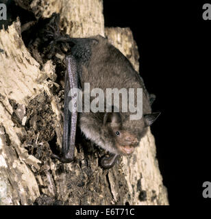 Weissbart Bat - Myotis mystacinus Stockfoto