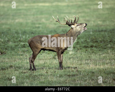 Rotwild - Cervus elaphus Stockfoto