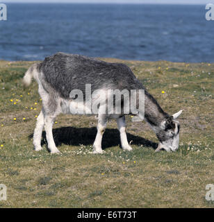 Ziege - Capra hircus Stockfoto