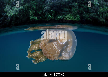 Mastigias Quallen im Jellyfish Lake, Mastigias Papua Etpisonii, Mikronesien, Palau Stockfoto
