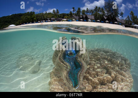 Riesenmuschel Tridacna Squamosa, Mikronesien, Palau Lagune Stockfoto