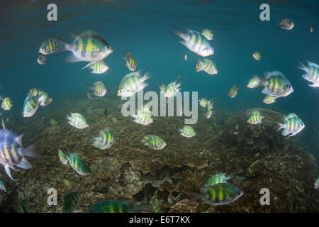 Schwarm von Hirschhorn Damsel, Amblyglyphidodon Curaçao, Mikronesien, Palau Stockfoto