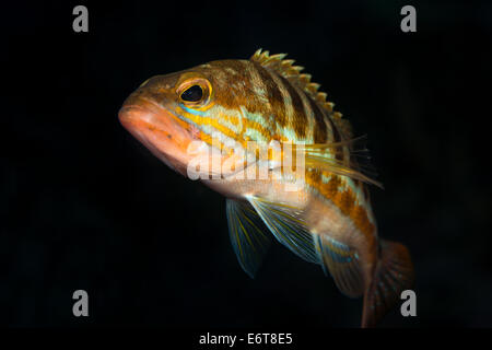 Nahaufnahme von Comber, Serranus Cabrilla, Insel Vis, Adria, Kroatien Stockfoto