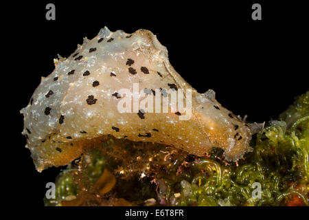 Gemeinsamen Meer Hasen, Aplysia Trommler, Insel Susac, Adria, Kroatien Stockfoto