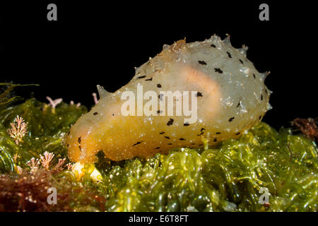 Gemeinsamen Meer Hasen, Aplysia Trommler, Insel Susac, Adria, Kroatien Stockfoto