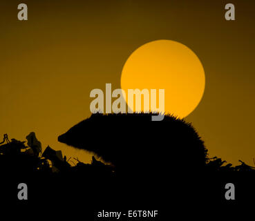 Igel - Erinaceus europaeus Stockfoto