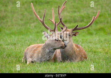 Sika Hirsch Cervus nippon Stockfoto