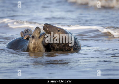 Graue Dichtung Halichoerus grypus Stockfoto