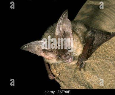 Graue langohrige Fledermaus Langohrfledermäuse austriacus Stockfoto