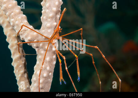 Yellowline Pfeil Krabbe, Stenorhynchus Seticornis, Palm Beach, Florida, USA Stockfoto