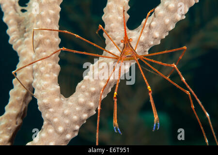 Yellowline Pfeil Krabbe, Stenorhynchus Seticornis, Palm Beach, Florida, USA Stockfoto