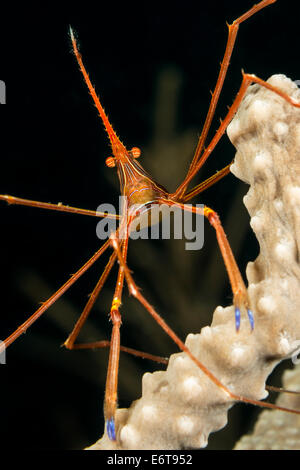 Yellowline Pfeil Krabbe, Stenorhynchus Seticornis, Palm Beach, Florida, USA Stockfoto