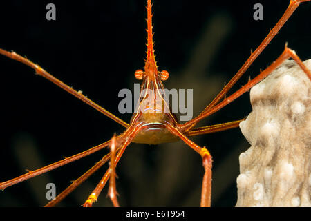 Yellowline Pfeil Krabbe, Stenorhynchus Seticornis, Palm Beach, Florida, USA Stockfoto