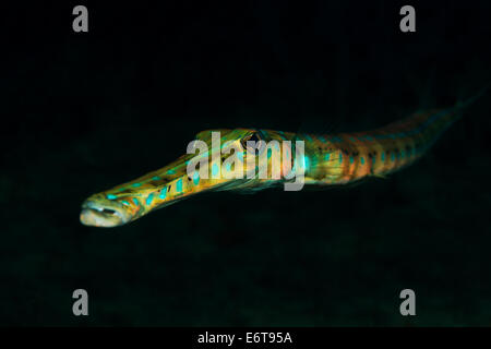 Bluespotted Cornetfish, Fistularia Tabacaría, Palm Beach, Florida, USA Stockfoto