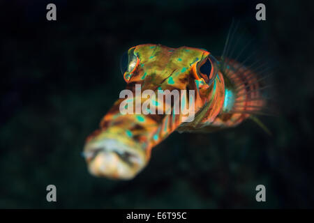 Bluespotted Cornetfish, Fistularia Tabacaría, Palm Beach, Florida, USA Stockfoto