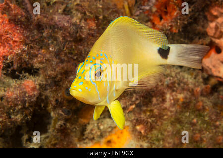 Juvenile Butter Hamlet, Hypoplectrus unicolor, Palm Beach, Florida, USA Stockfoto