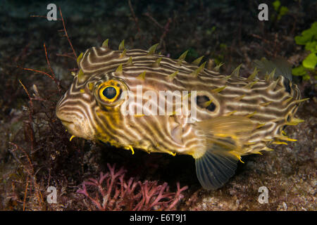 Web-Burrfish, Chilomycterus Antillarum, Palm Beach, Florida, USA Stockfoto