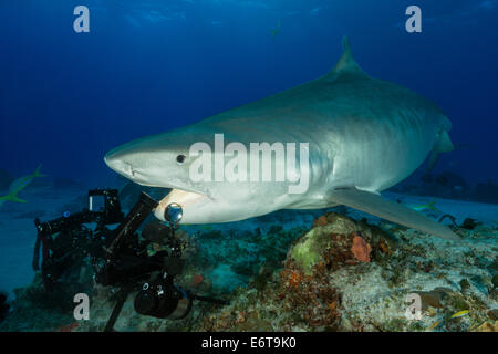 Tiger Shark beißen, Kamera, Galeocerdo Cuvier, Karibik, Bahamas Stockfoto