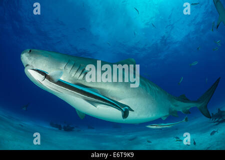 Tigerhai und Remora, Galeocerdo Cuvier, Echeneis Naucrates, Karibik, Bahamas Stockfoto